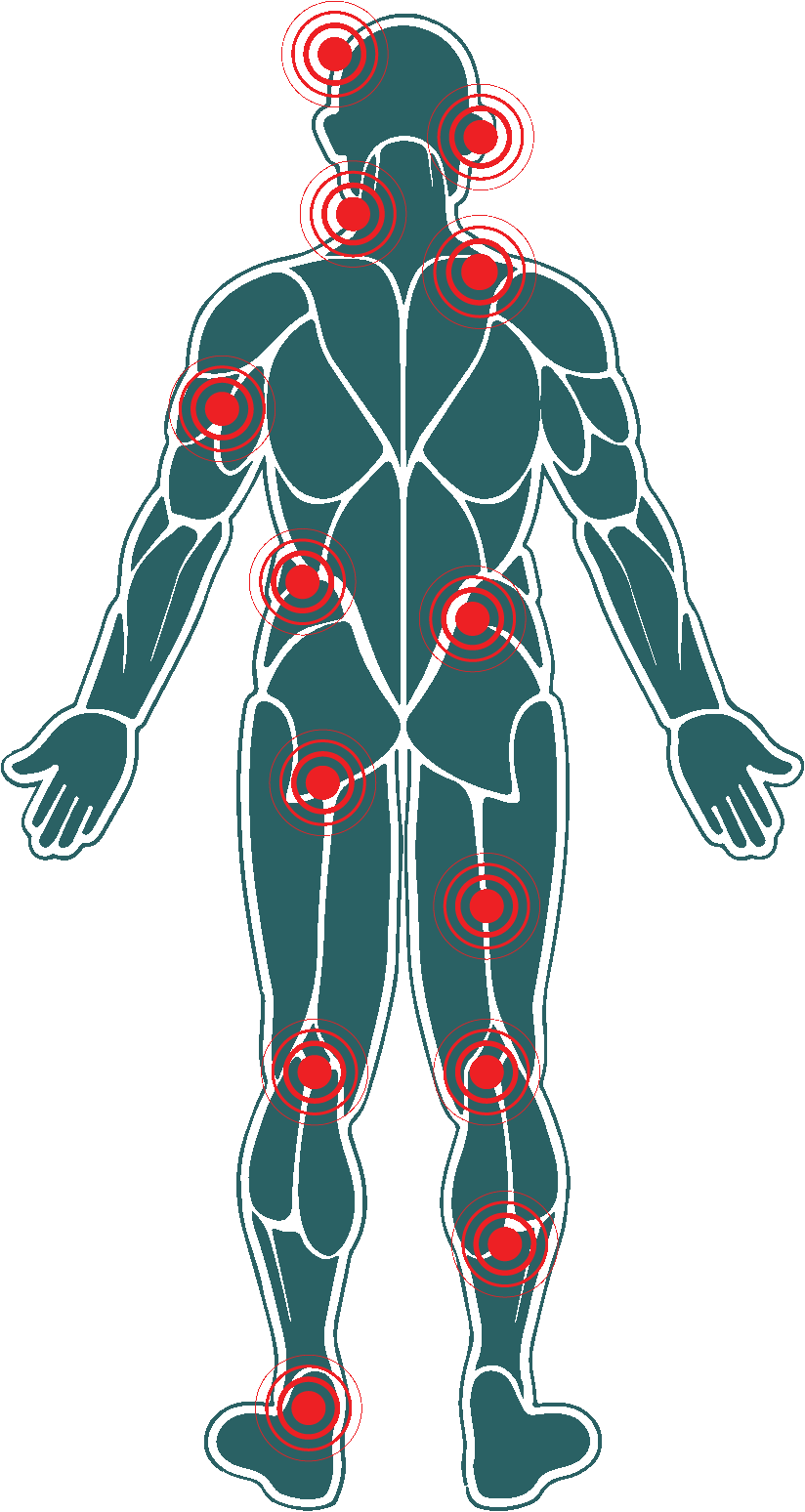 Human Body